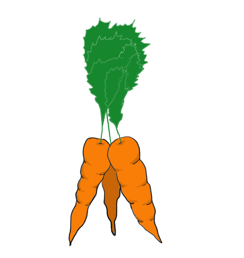 Lovely bunch of carrots